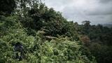 The challenges of protecting wildlife from war in eastern DRC